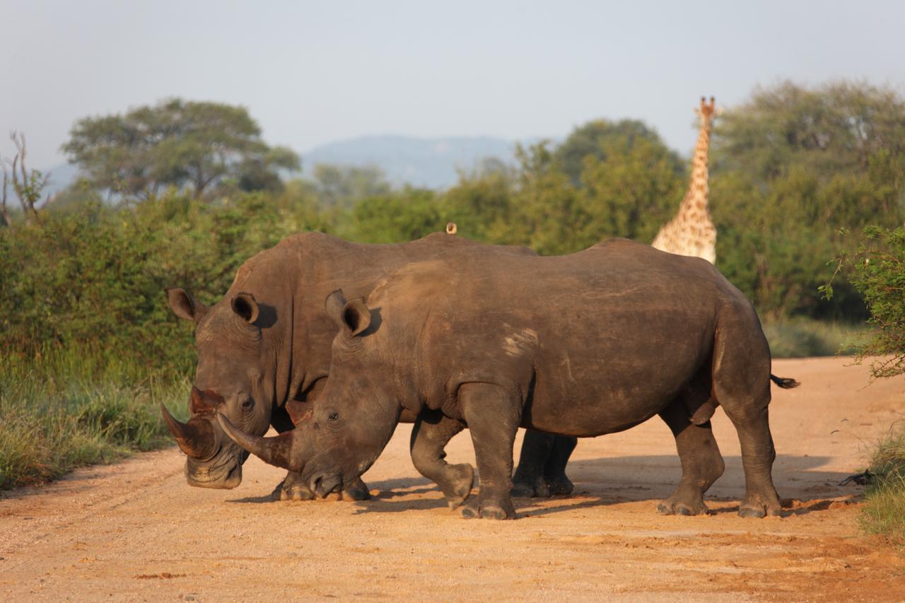 Rhino Ridge Safari Lodge KwaNompondo Екстериор снимка